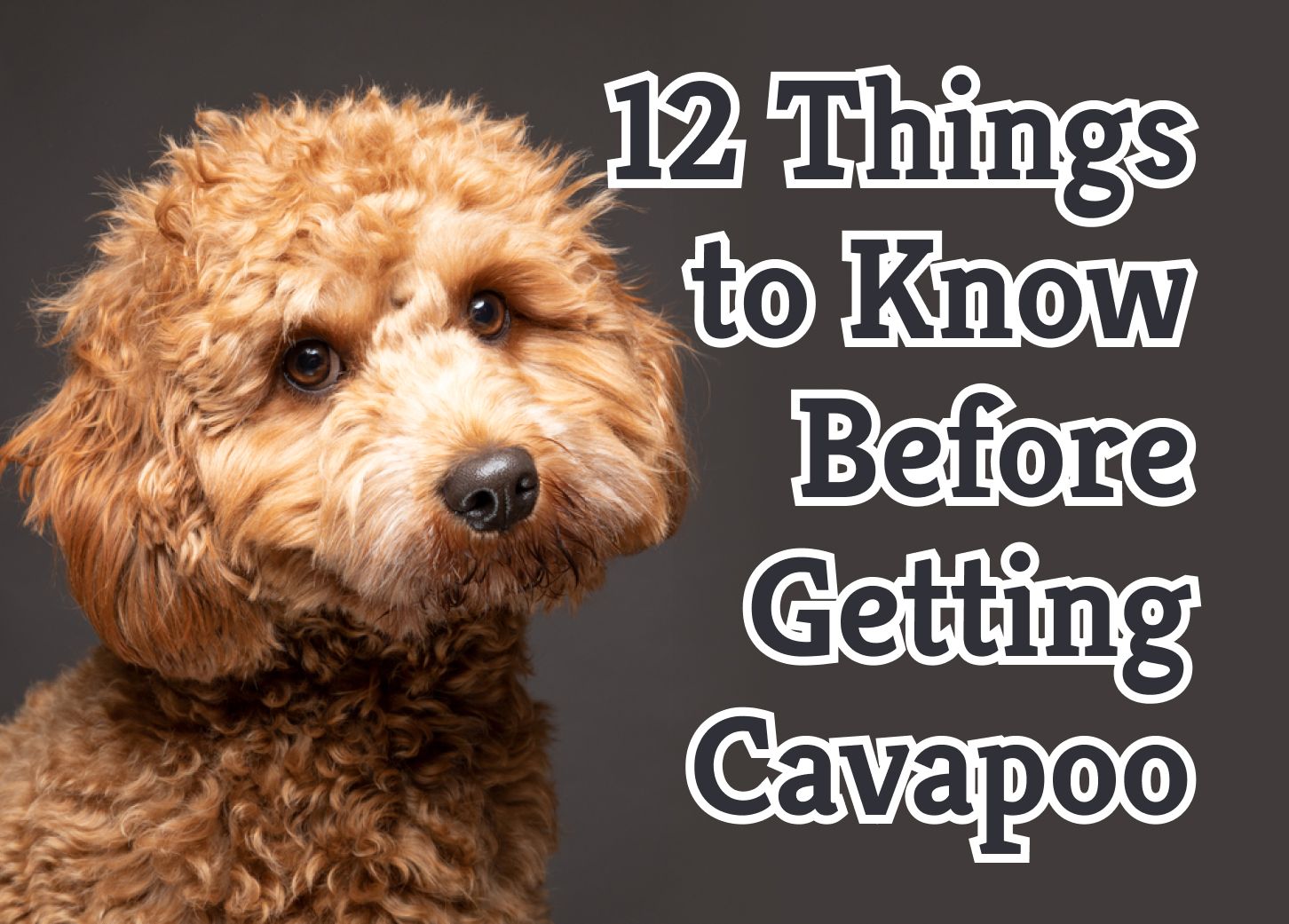Cavapoo Bible And Cavapoos Your Perfect Cavapoo Guide Cavapoos