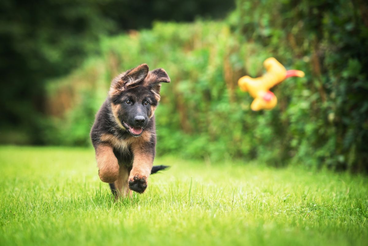 are german shepherds good in apartments