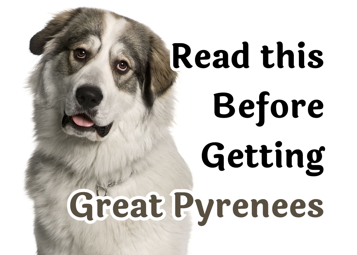 are great pyrenees good house dogs