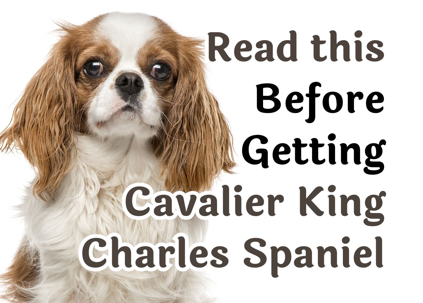 are there two types of king charles spaniel