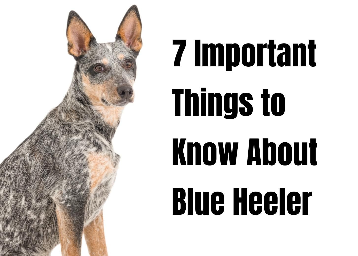 7 Awesome Facts to Know About the Blue Heeler