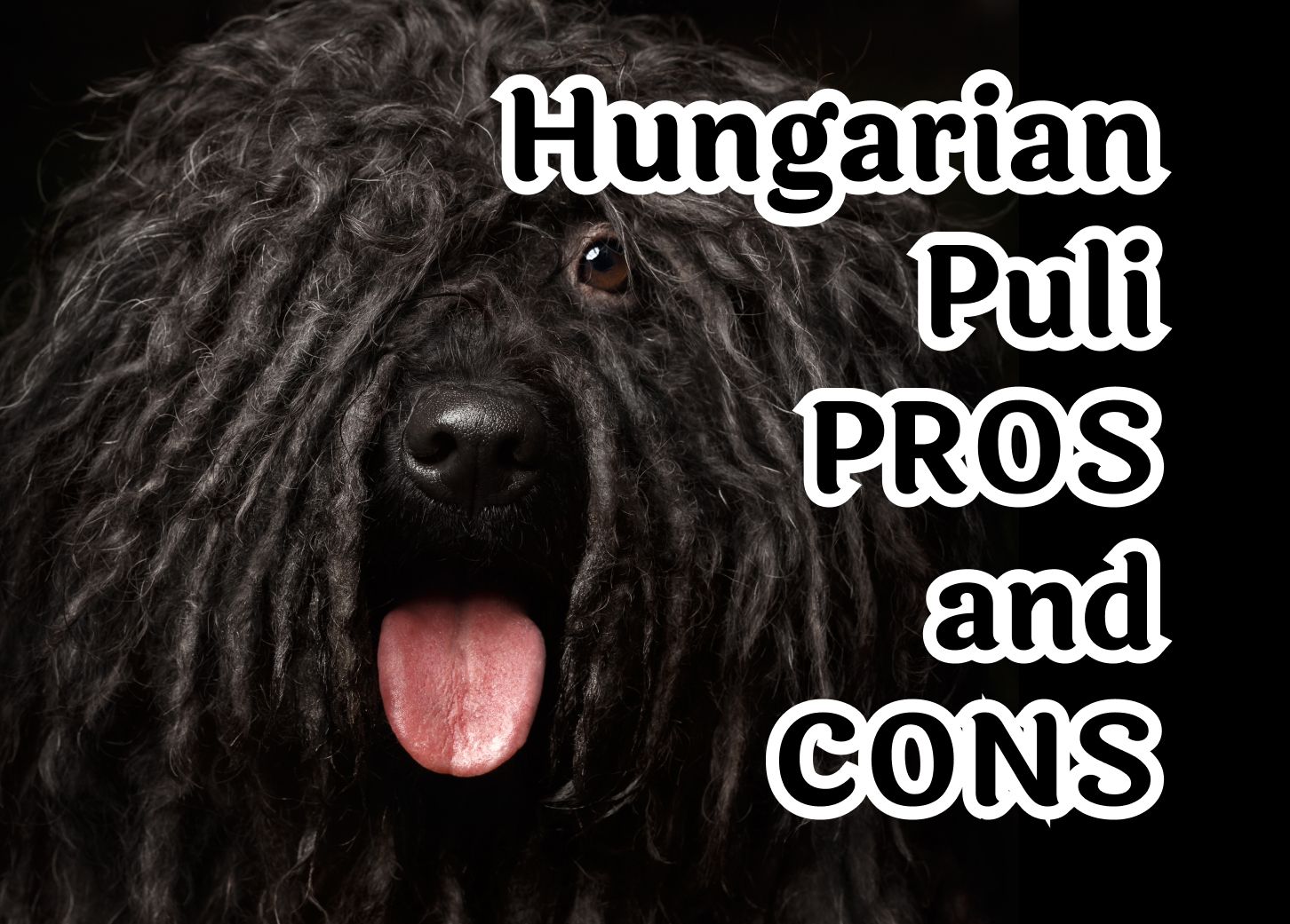 The 7 characteristics that make the Hungarian Puli special