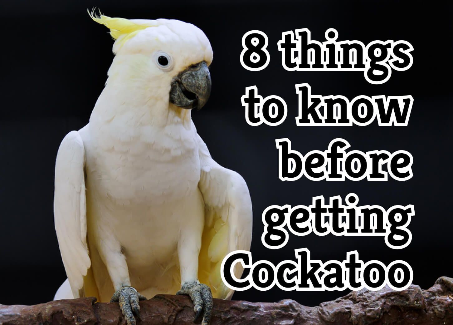 kinds of cockatoos