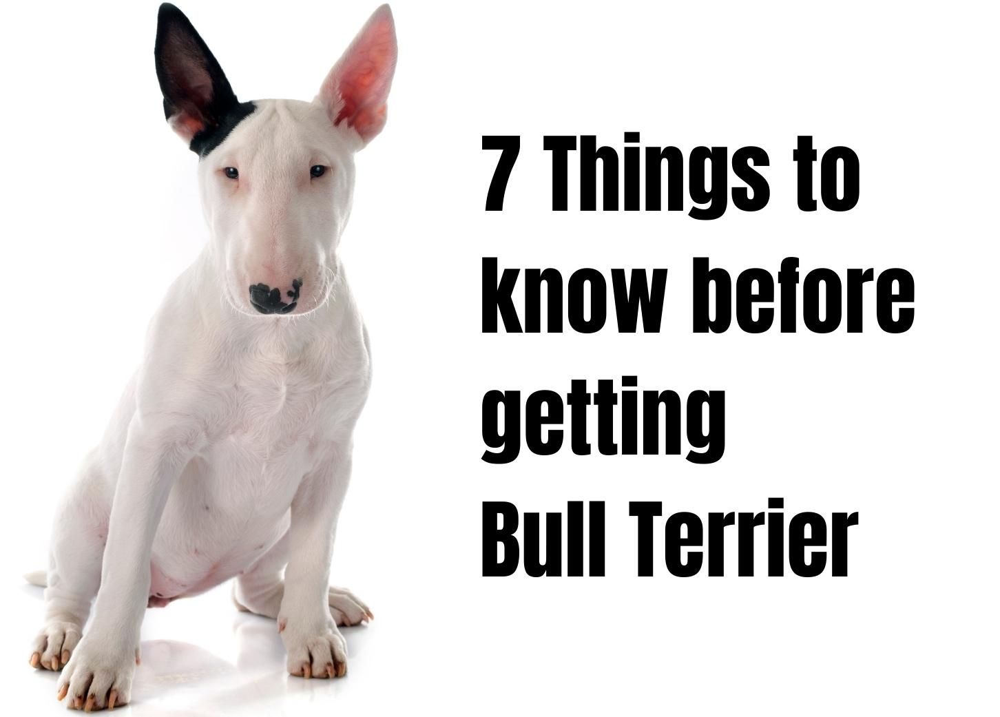 is bull terrier a good family dog
