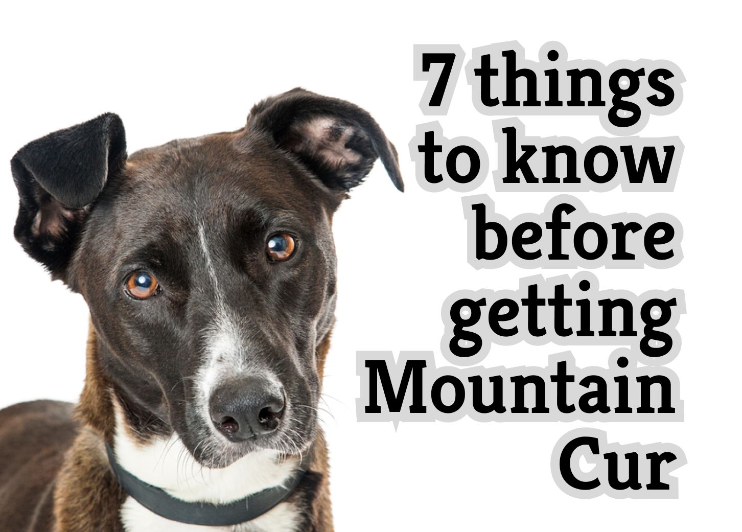 are mountain curs good family pets