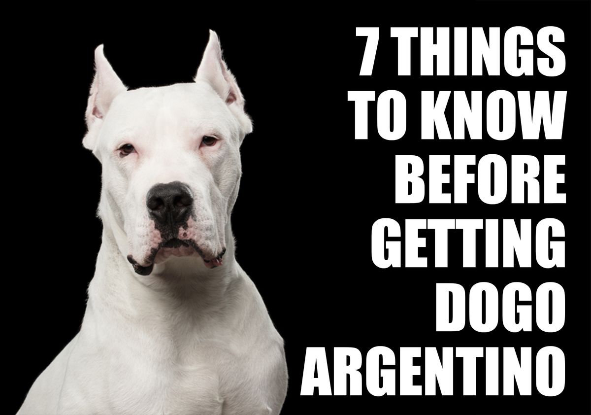 are dogo argentinos good dogs