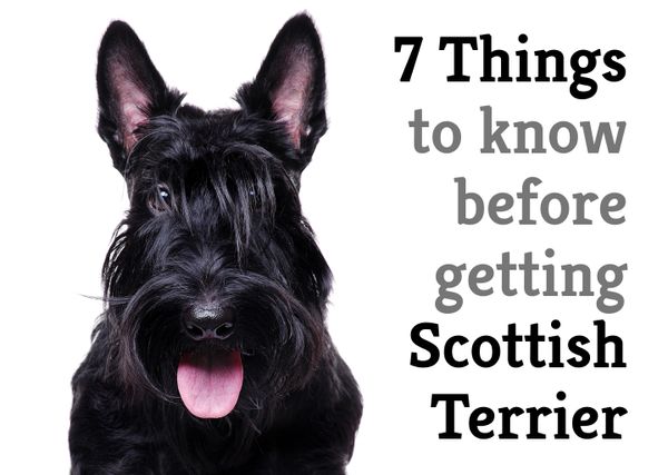 7 Things To Know Before Getting Scottish Terrier 600x427 