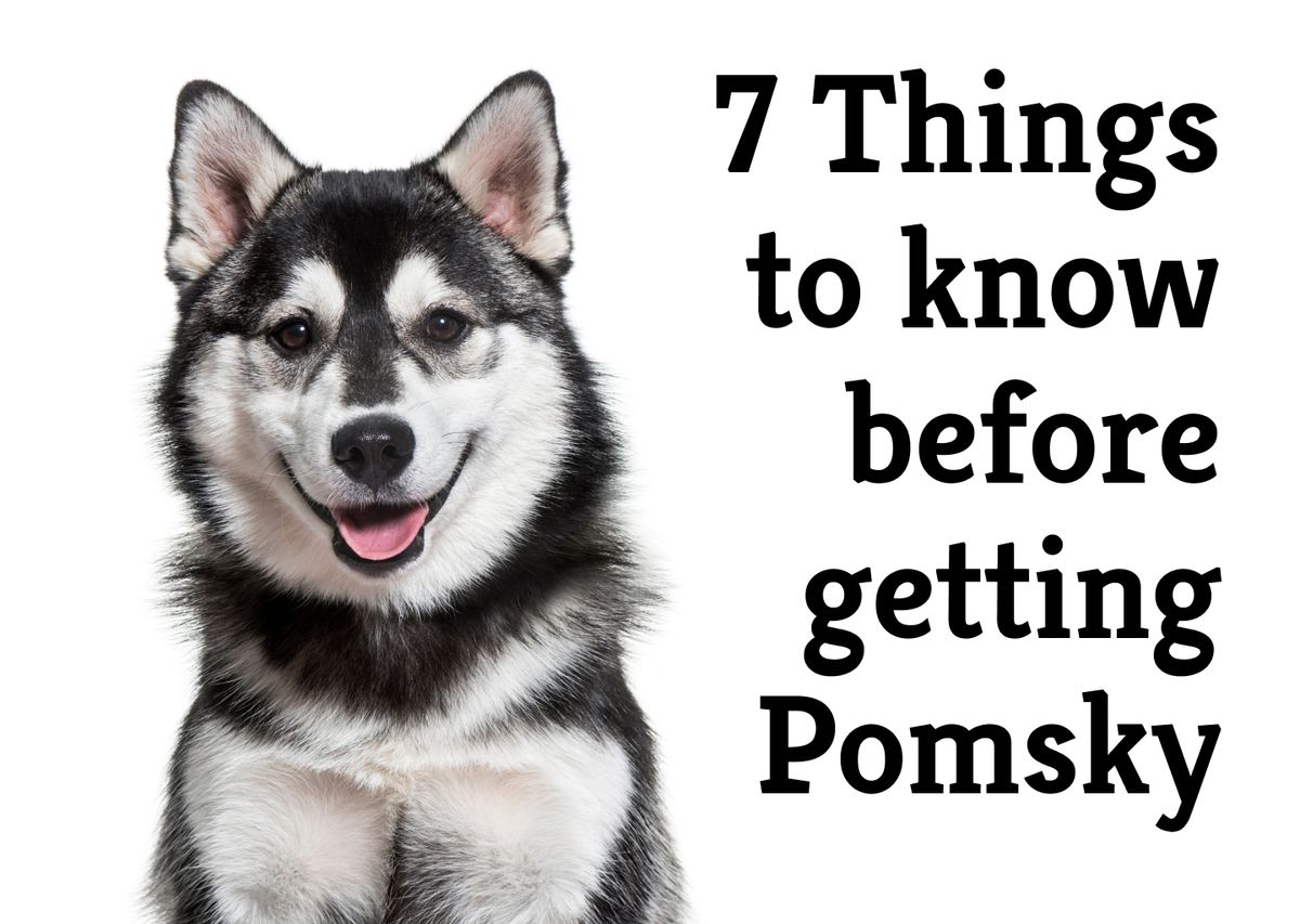 what is the temperment of a pomsky