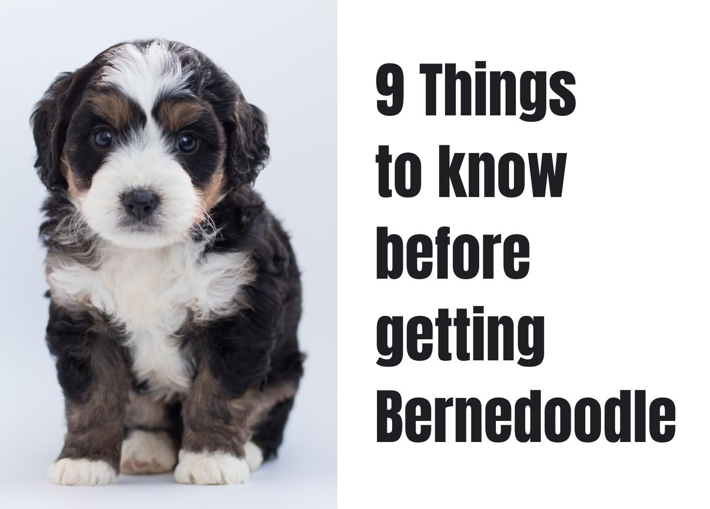 how big is a bernedoodle