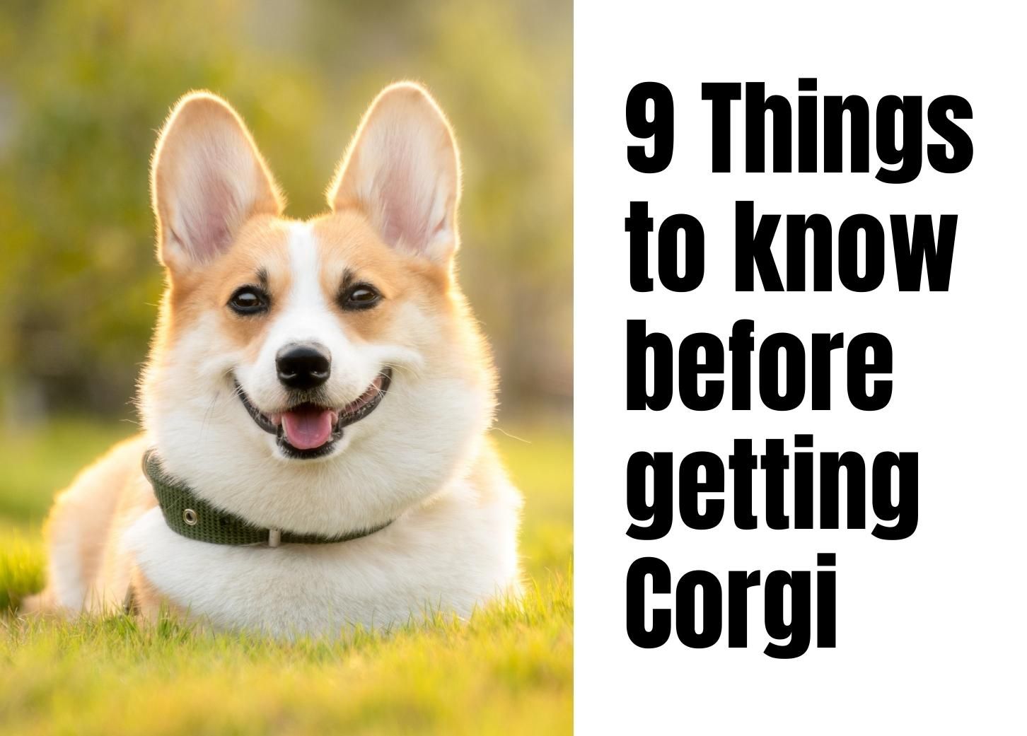 are corgis active dogs