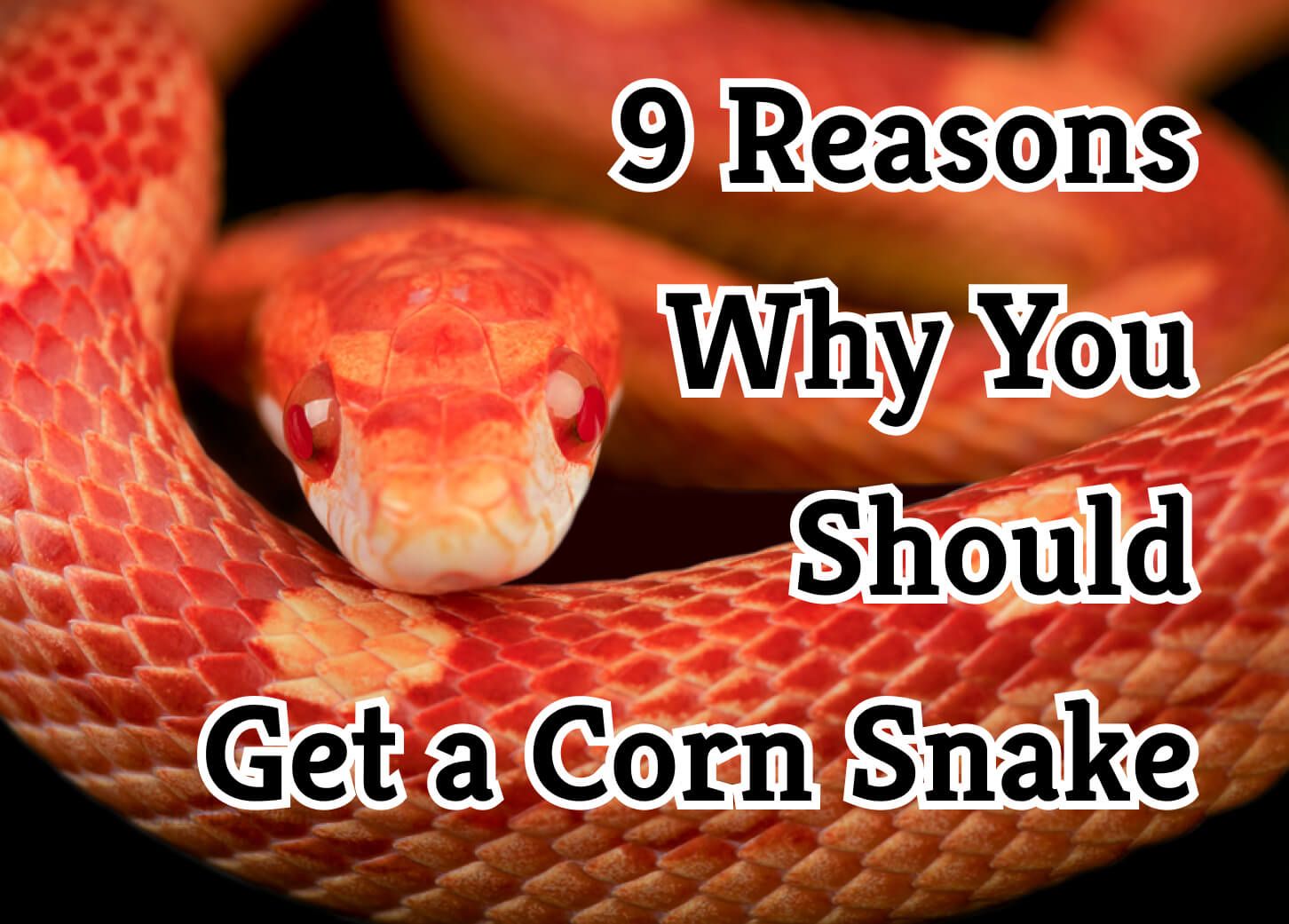 choosing your pet snake