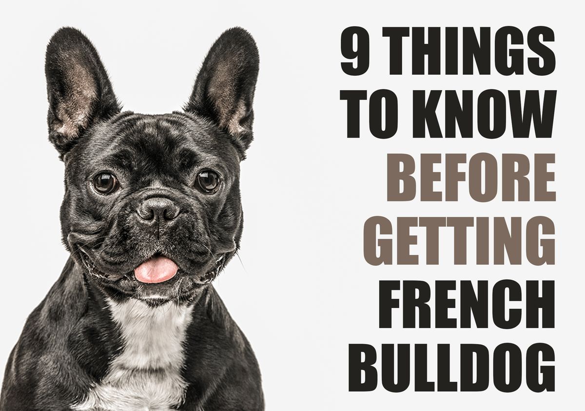 What You Should Know Before Getting a French Bulldog Puppy