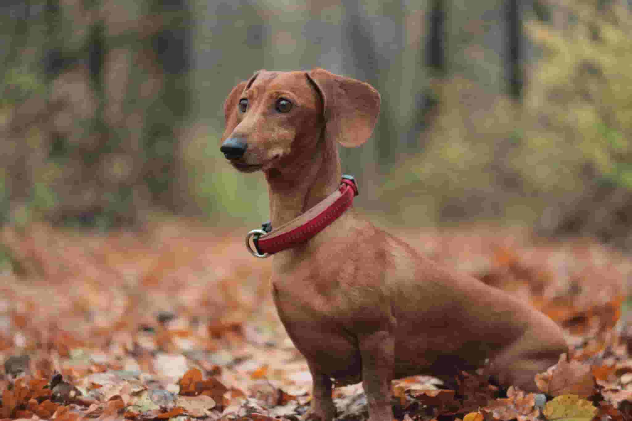 Eight Kinds of People Who Would Enjoy Having a Dachshund as a Pet