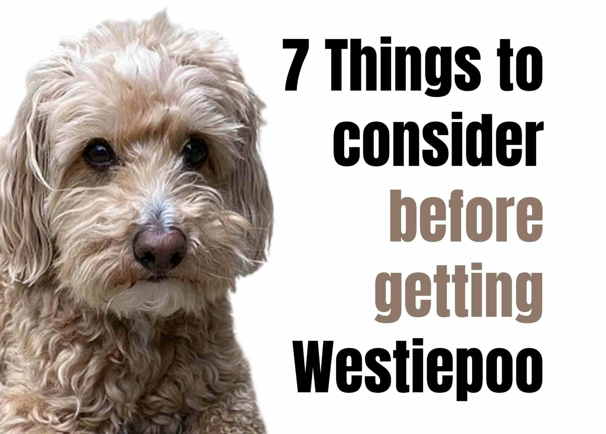 7 Fascinating Facts About the Westiepoo