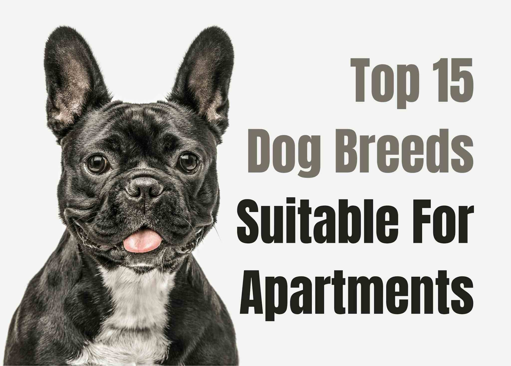 Best 15 Dog Breeds for Apartment Living