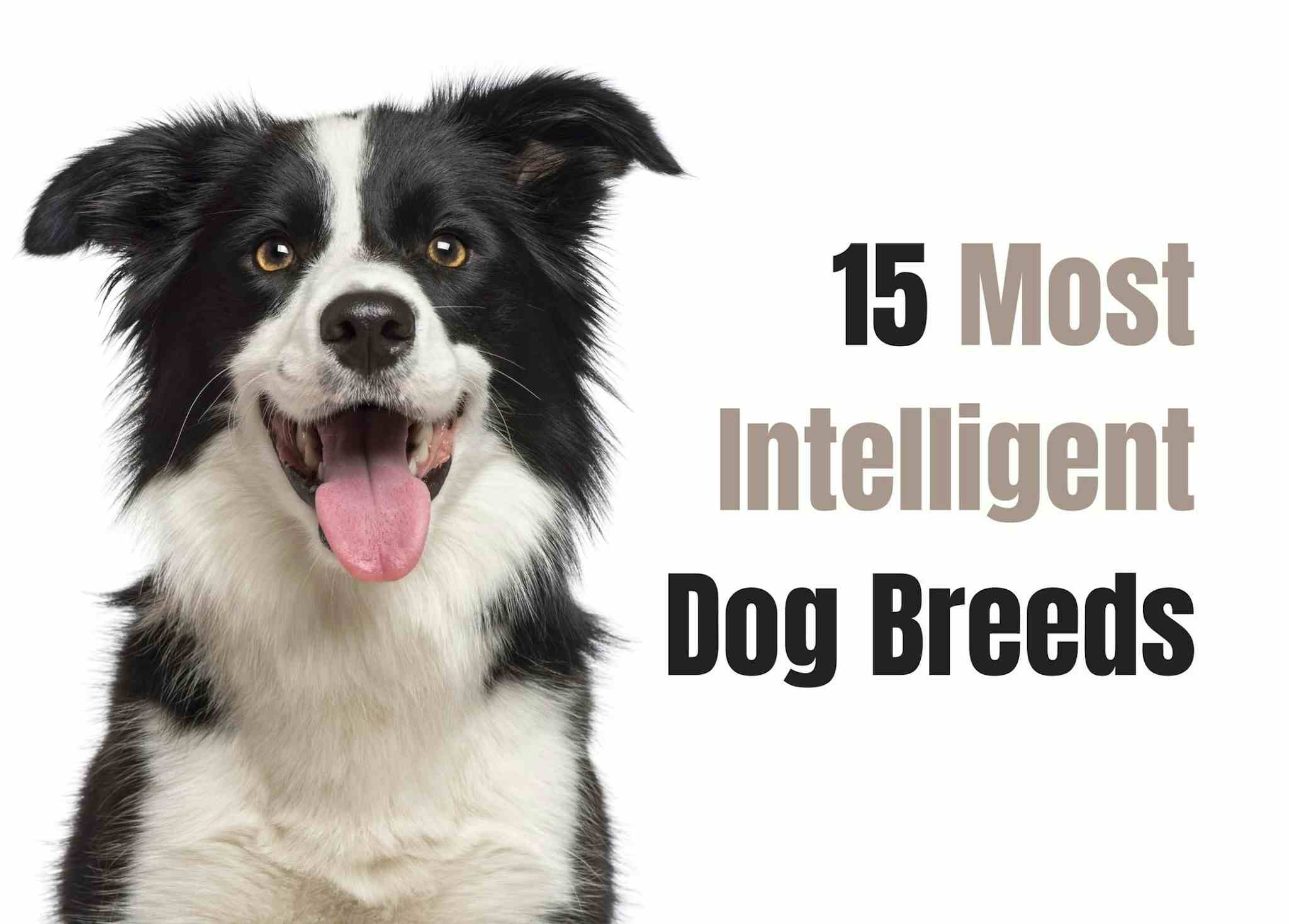 15 Smartest Dog Breeds
