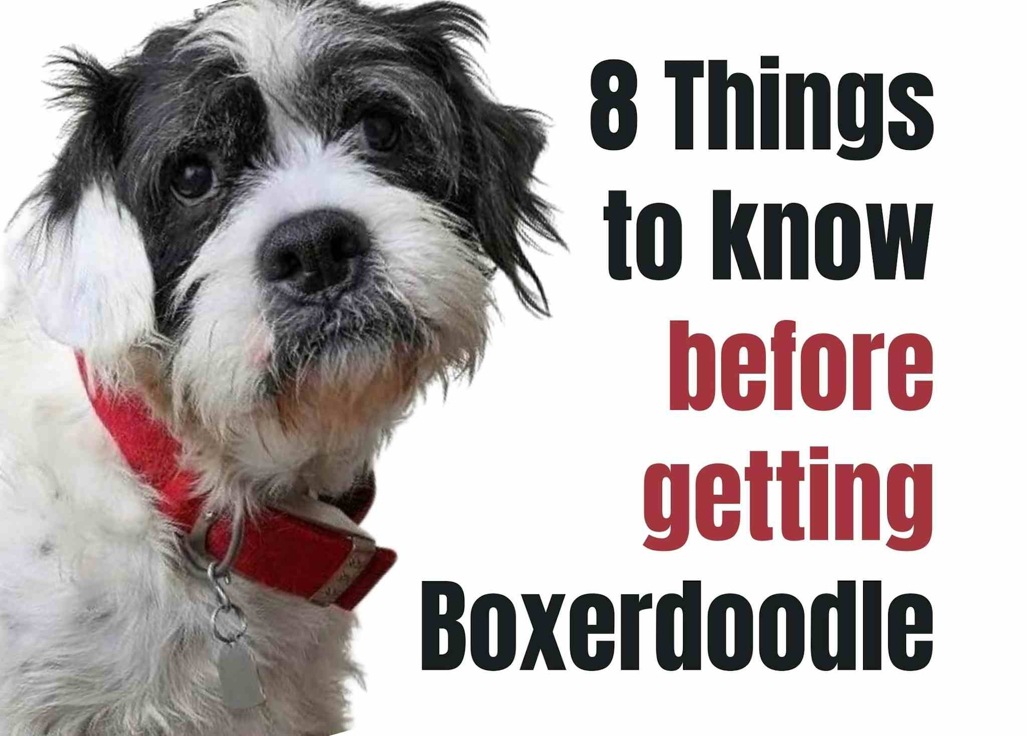 Eight key facts about the Boxerdoodle