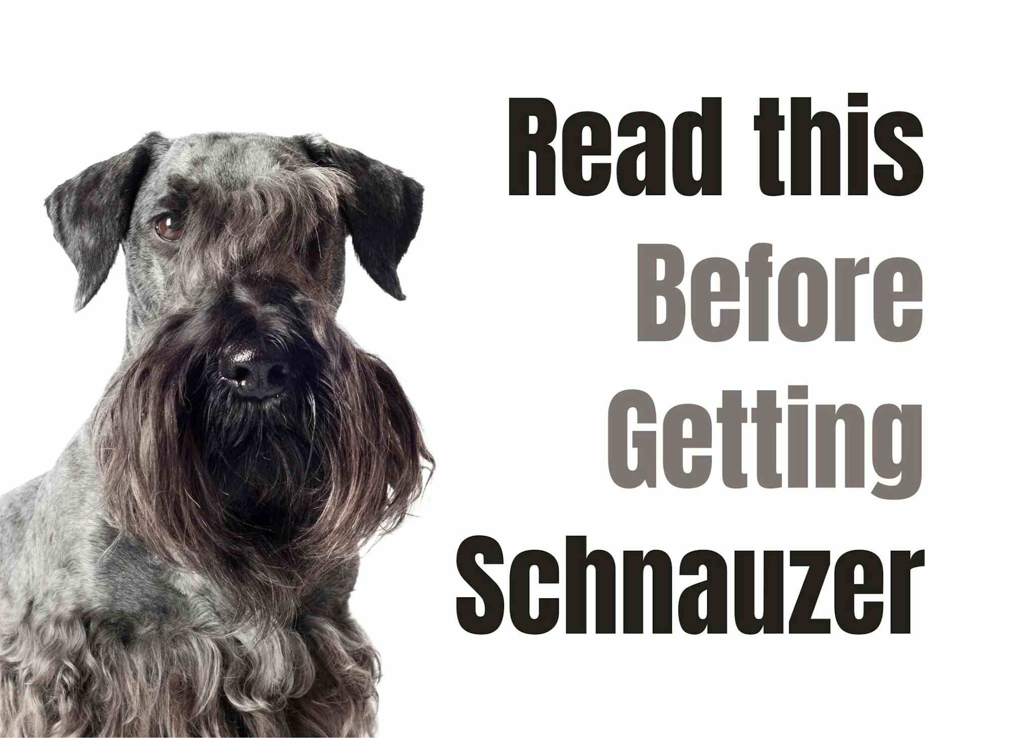 Eight Essential Facts About Schnauzers