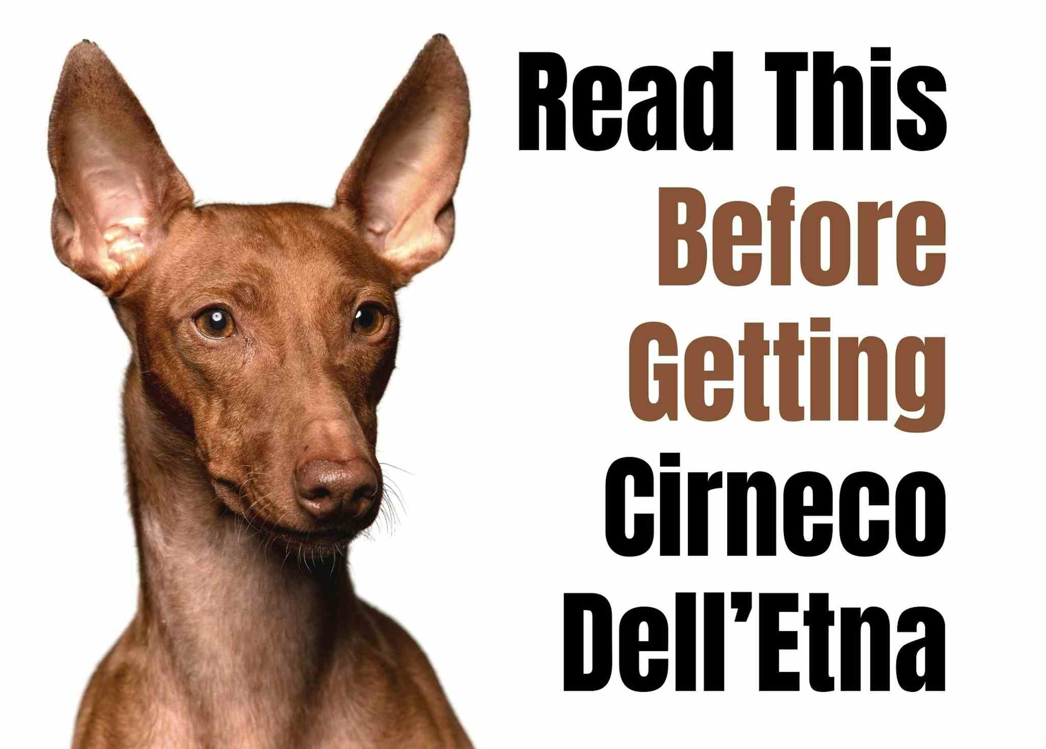 9 Key Facts About the Cirneco dell'Etna Dog Breed