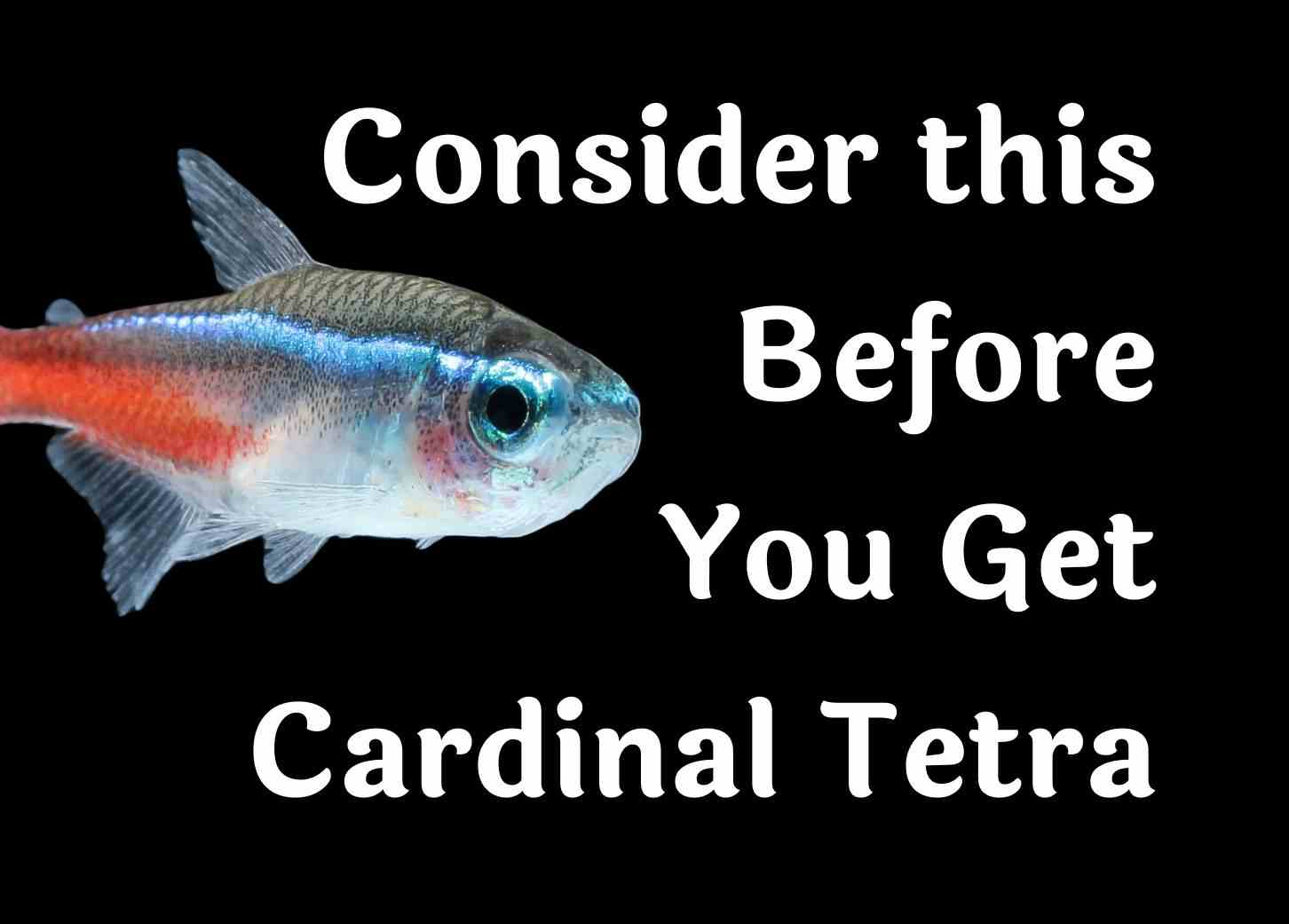 What You Should Know Before Adding a Cardinal Tetra to Your Aquarium