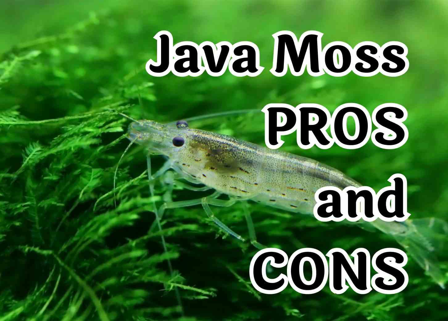Essential Tips for Adding Java Moss to Your Aquarium