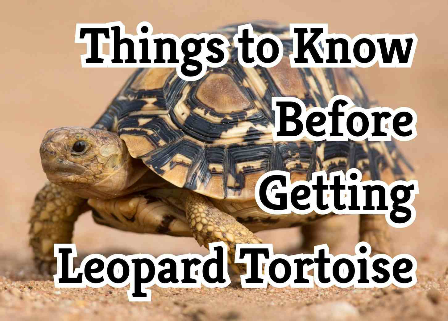 Essential Facts You Should Know About the Leopard Tortoise