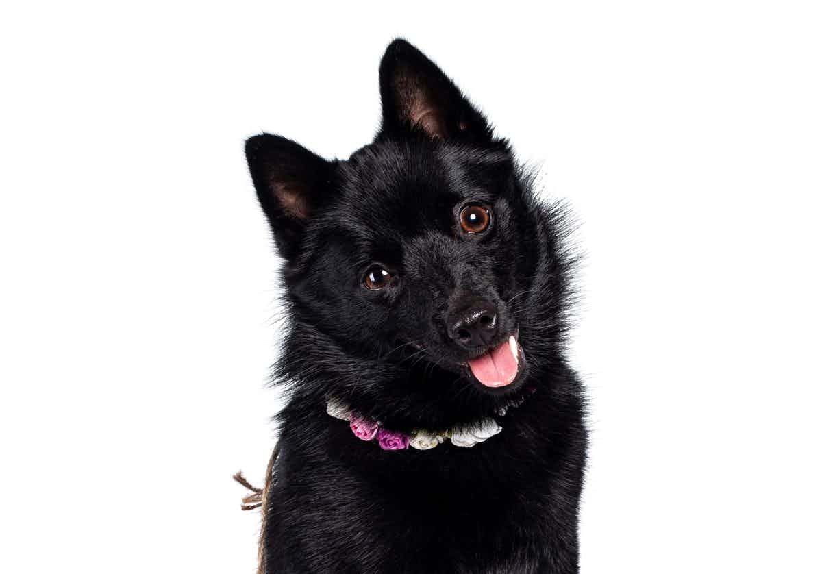 7 Key Advantages and Disadvantages of Owning a Schipperke Dog