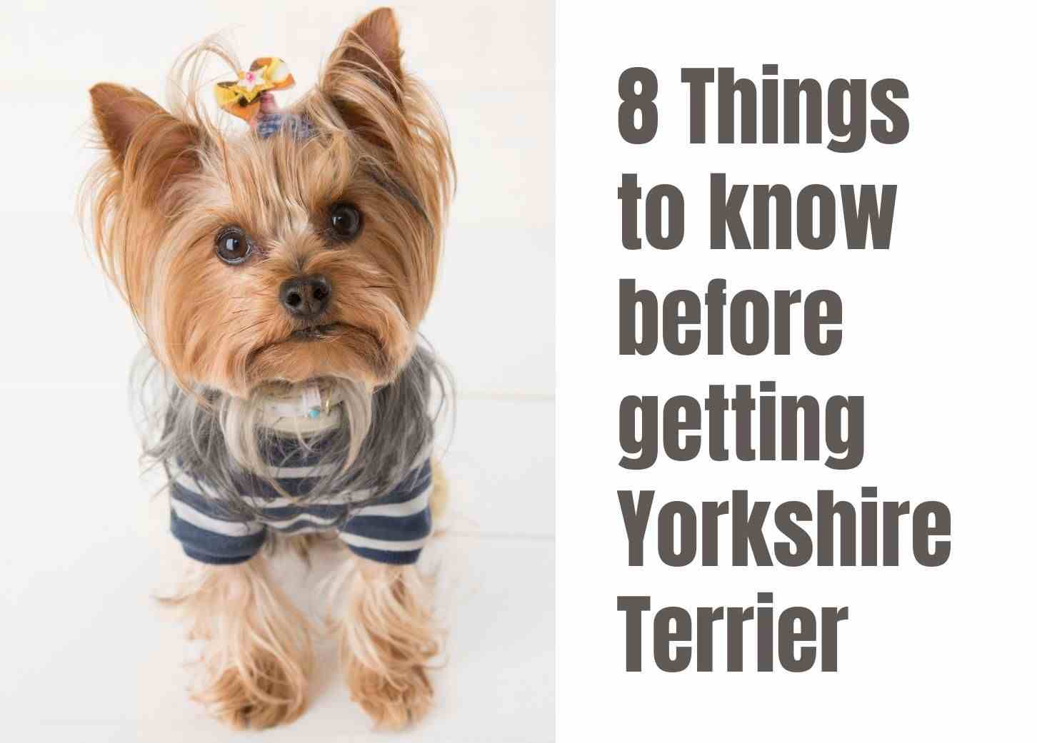8 Key Facts About Yorkshire Terriers