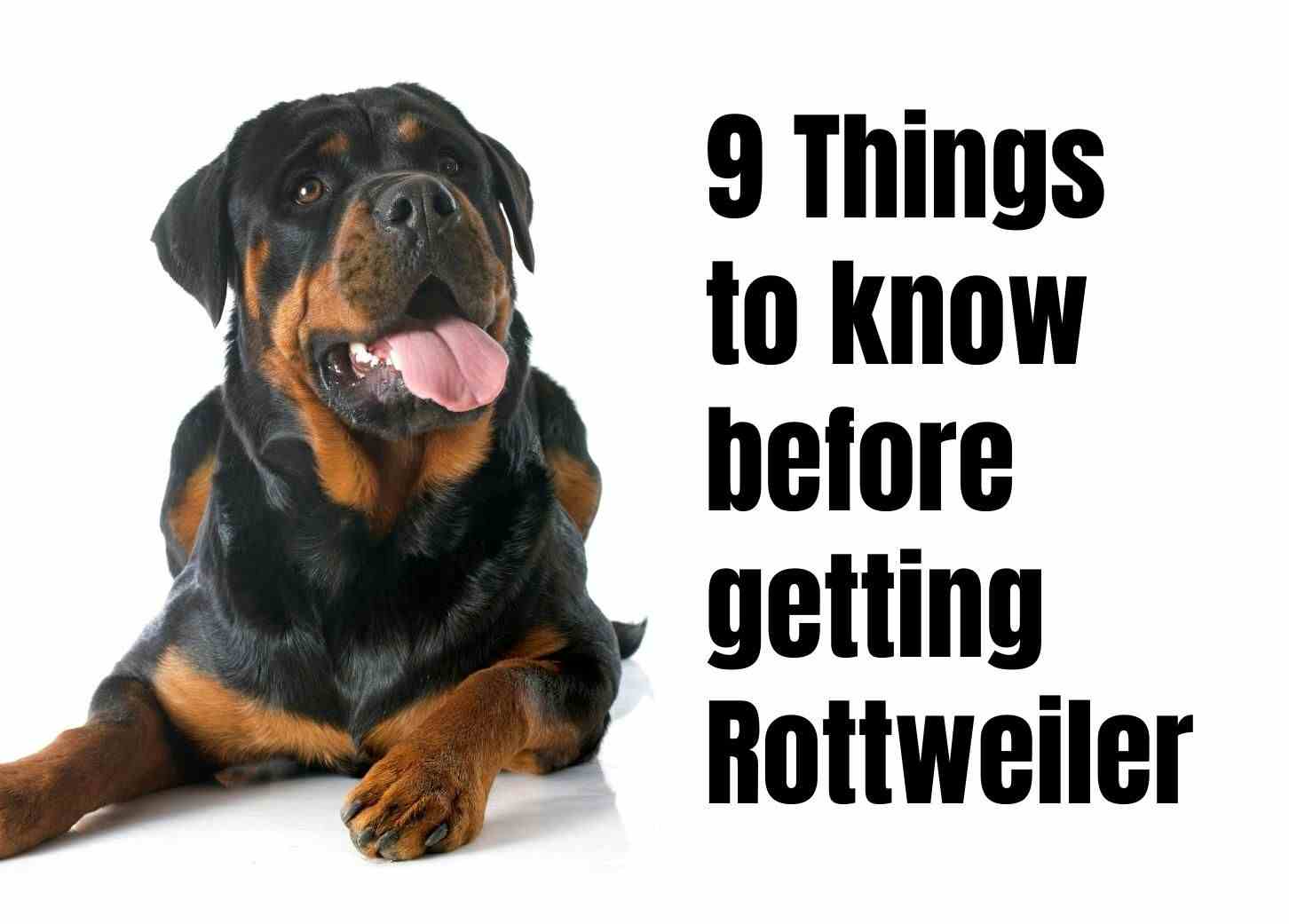 9 Key Facts to Know About Rottweilers