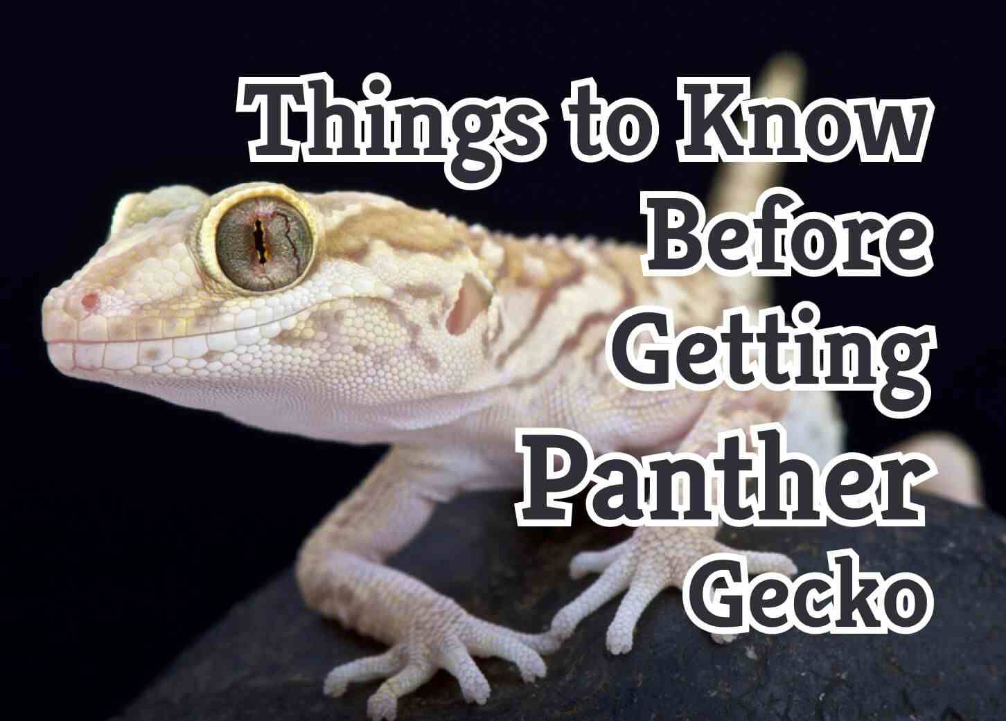 Essential Tips for Owning a Panther Gecko