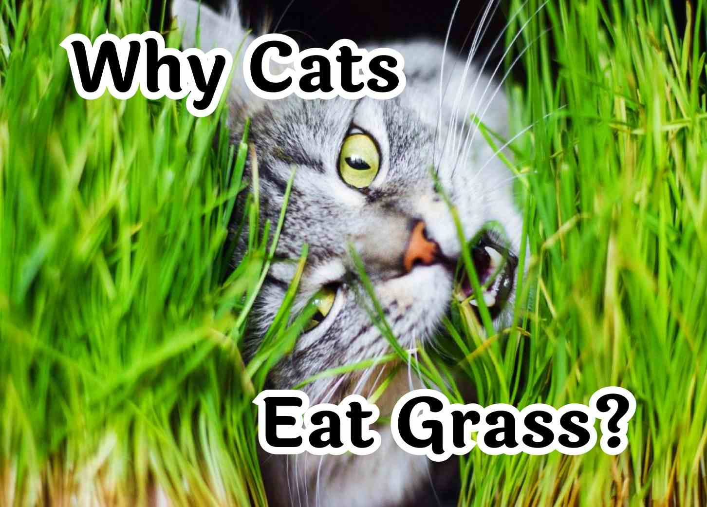 Reasons why cats consume grass