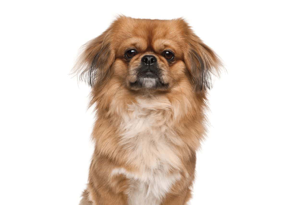 9 Pros and Cons of Having a Pekingese as Your Household Pet