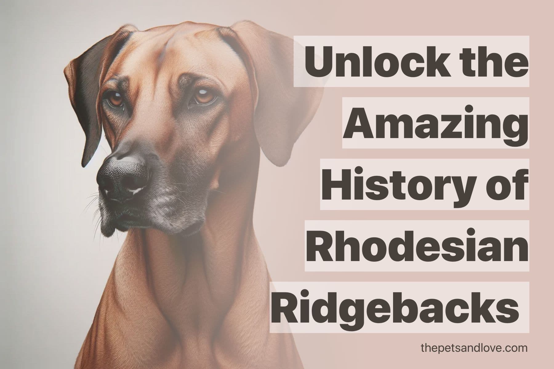 The History of the Rhodesian Ridgeback Breed - Pets and Love