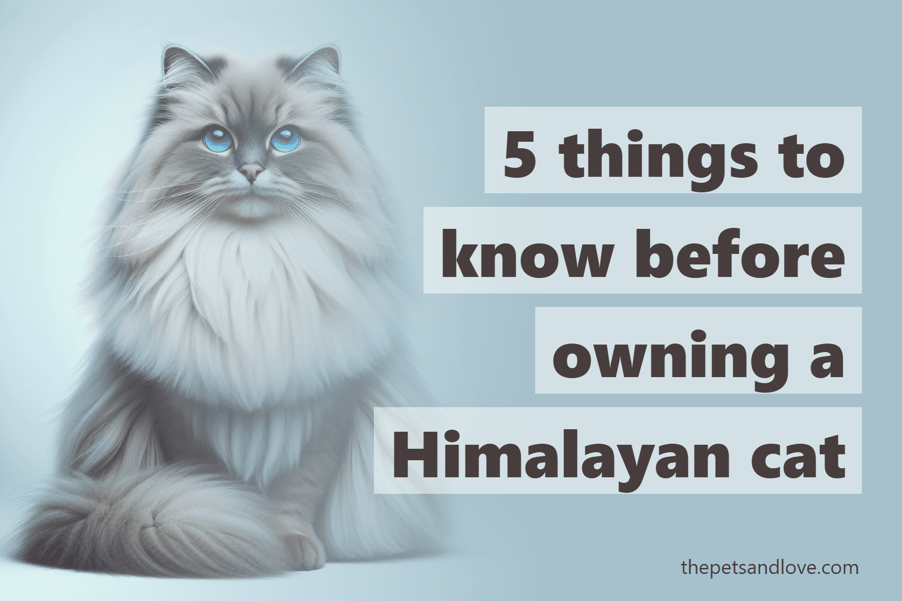 5 things to know before owning a Himalayan cat