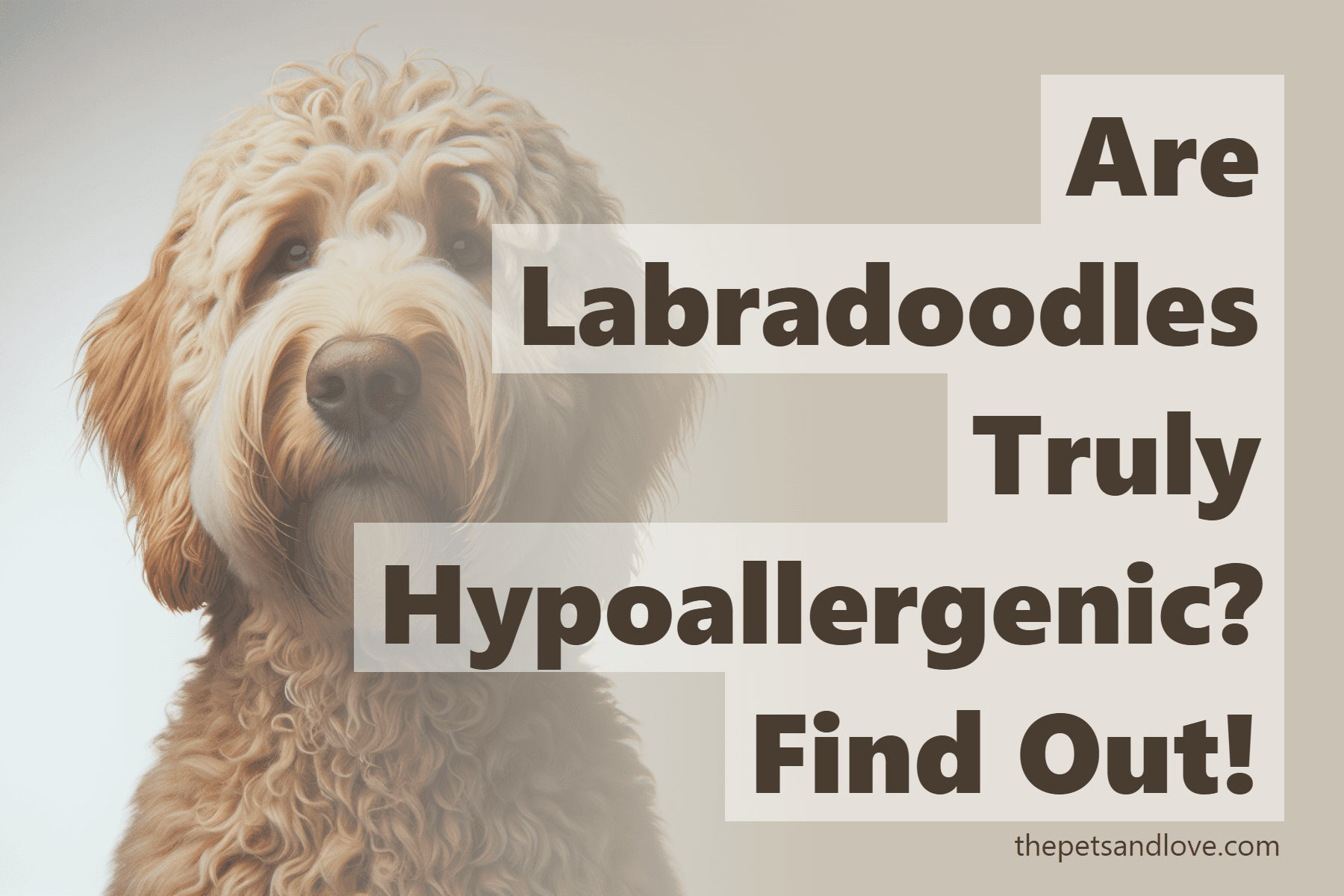 Are Labradoodles Truly Hypoallergenic? Find Out!