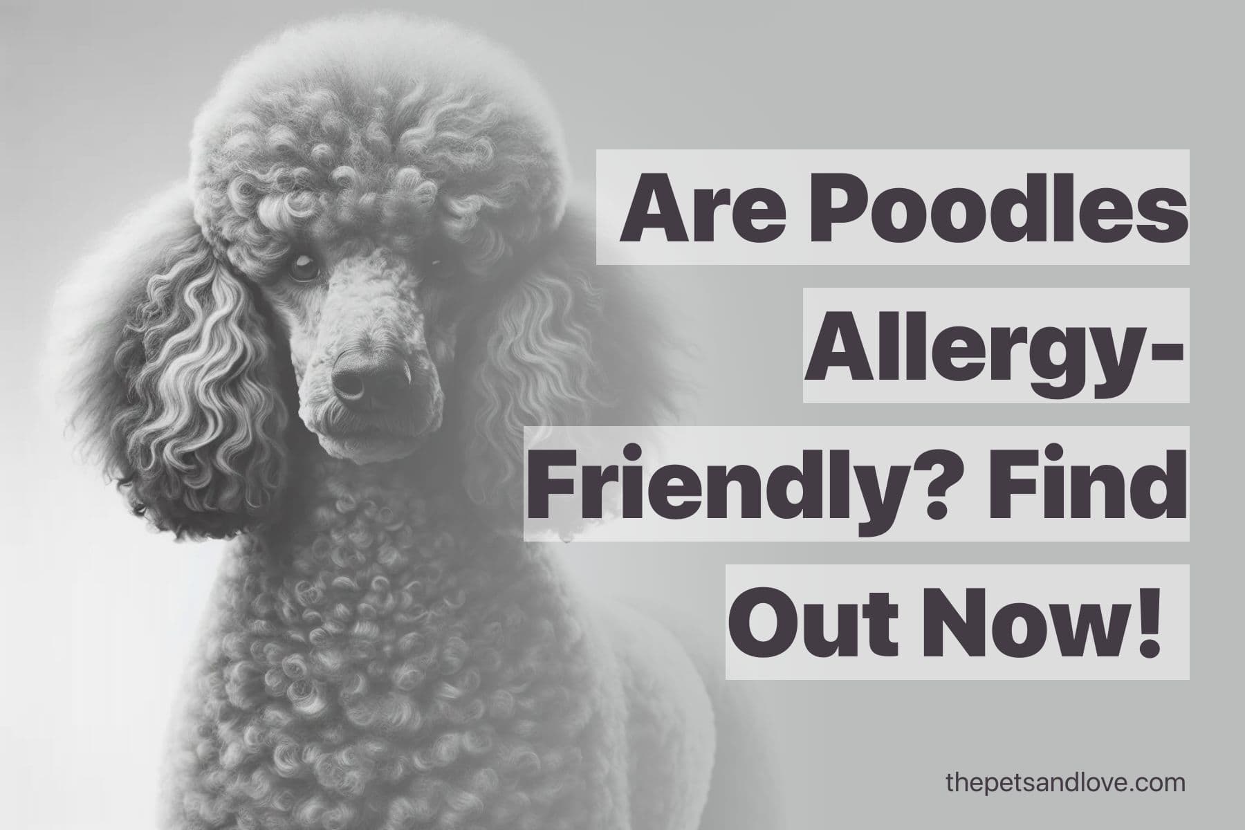 Is the Poodle a Hypoallergenic Dog Breed? Advice for Allergy-Suffering Families