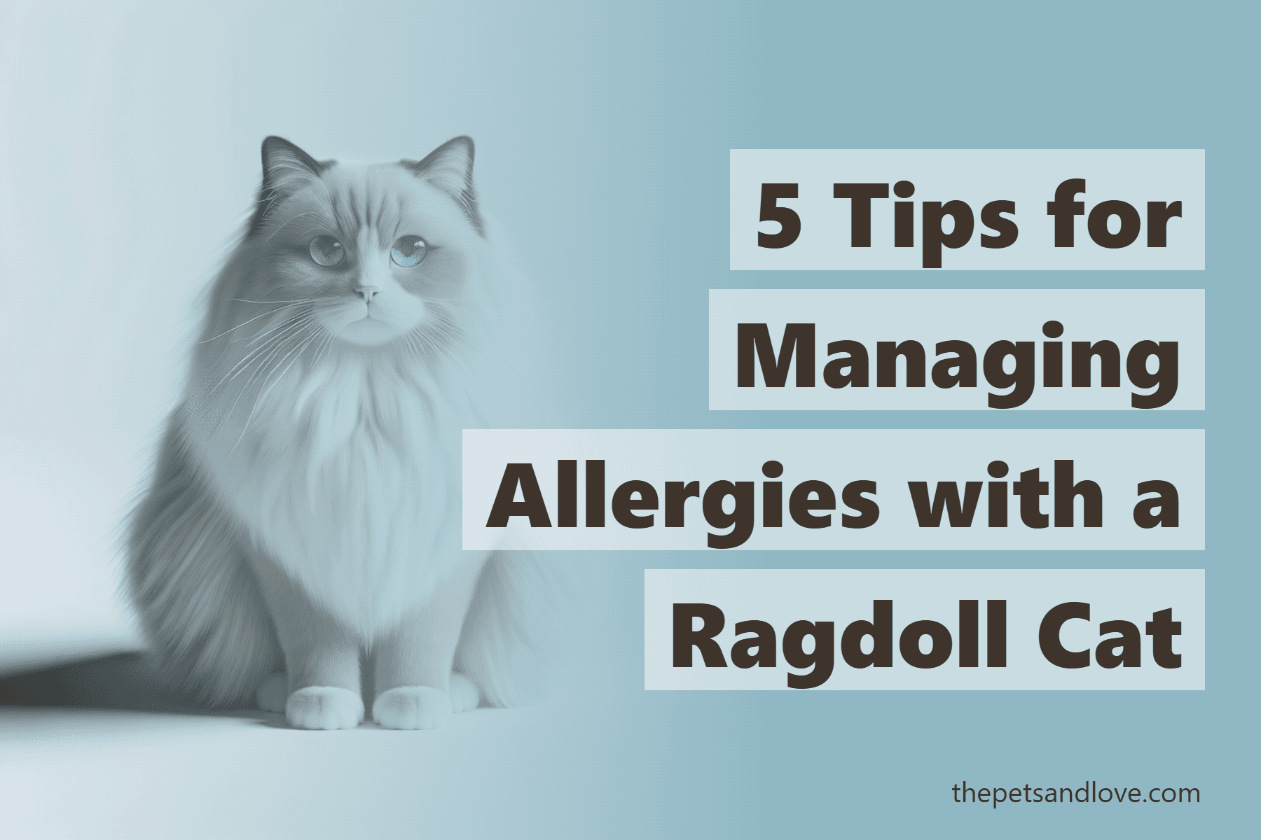 5 Tips for Managing Allergies with a Ragdoll Cat