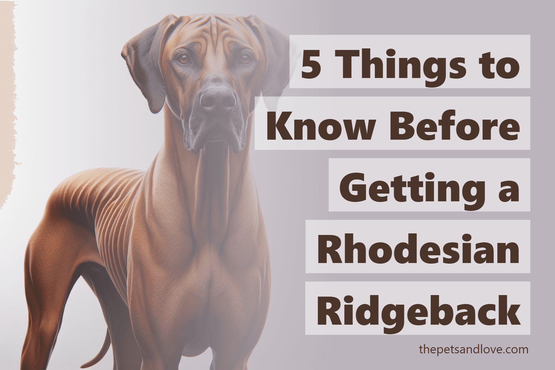 5 Things to Know Before Getting a Rhodesian Ridgeback