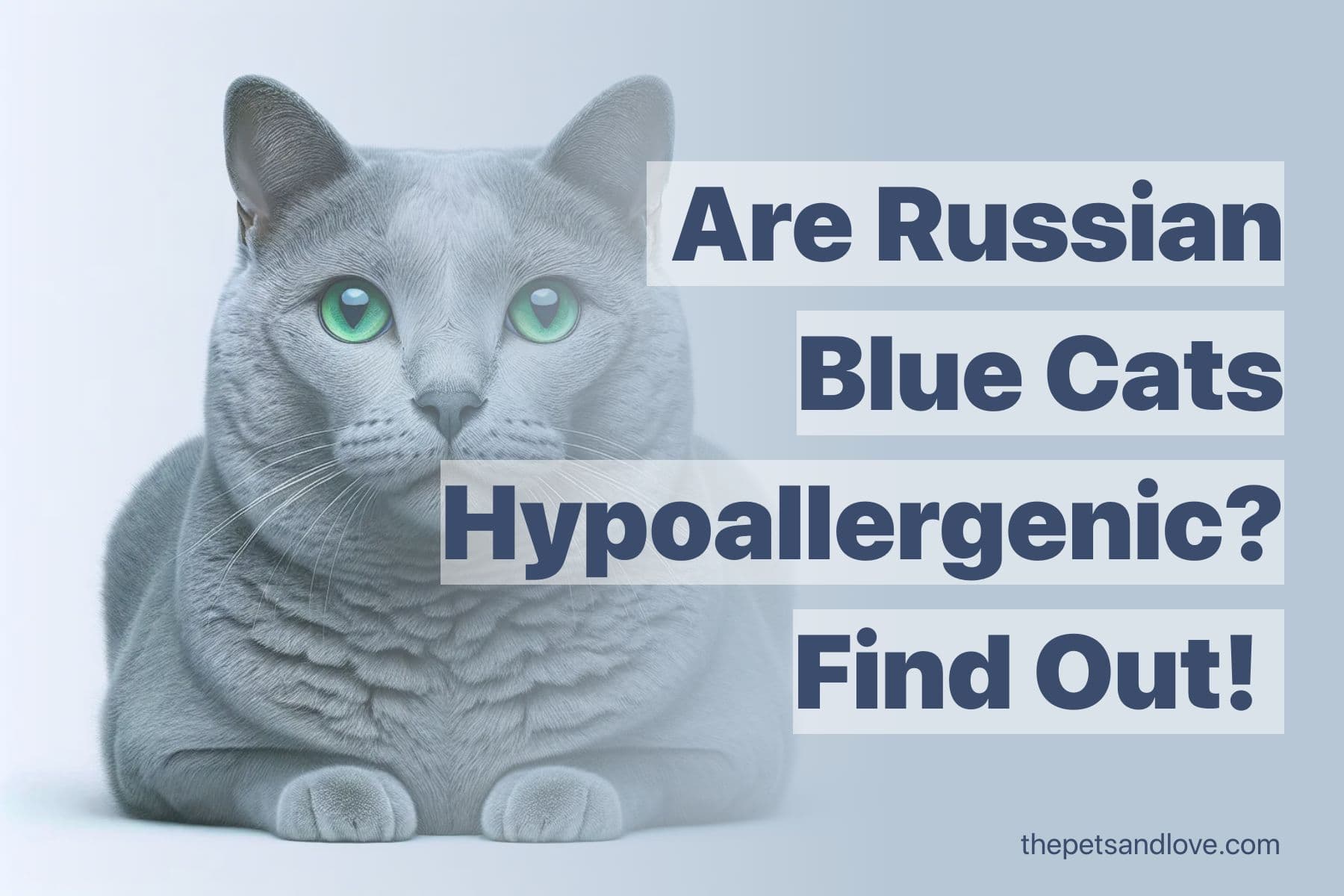 Is the Russian Blue Cat Hypoallergenic? Advice for Allergy-Suffering Families