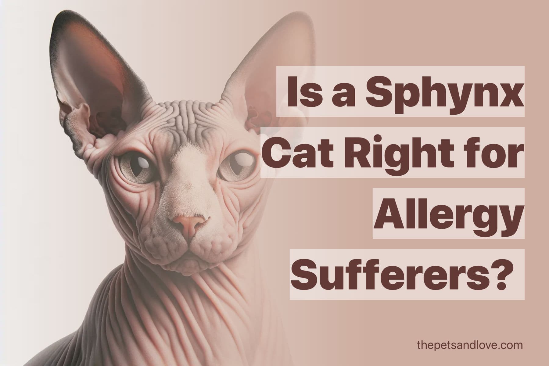 Are Sphynx Cats Hypoallergenic?