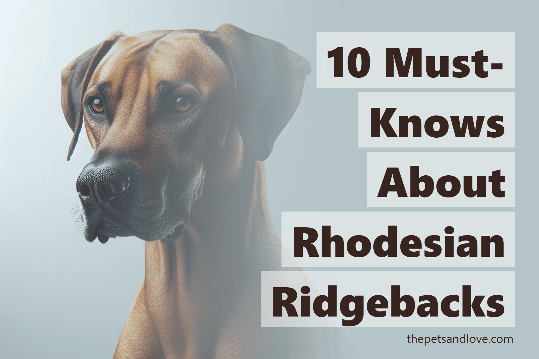 10 Must-Knows About Rhodesian Ridgebacks