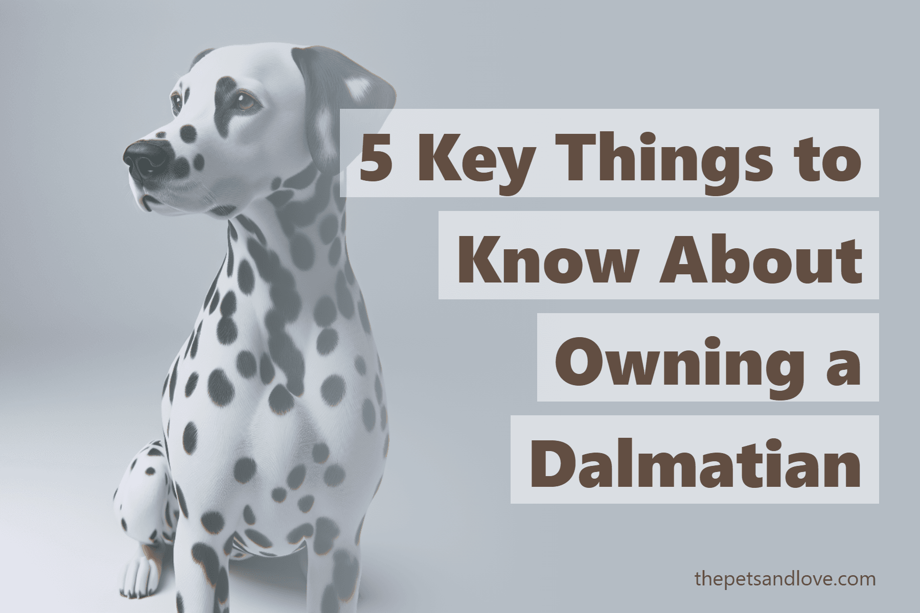 5 Key Things to Know About Owning a Dalmatian