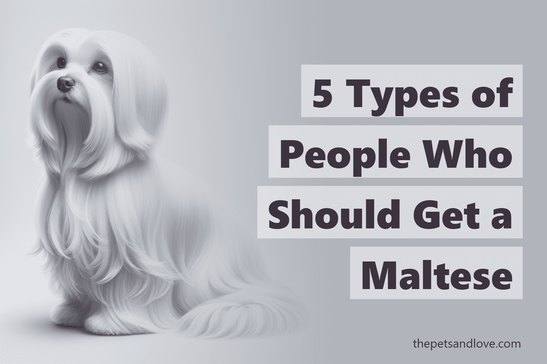 5 Types of People Who Should Get a Maltese