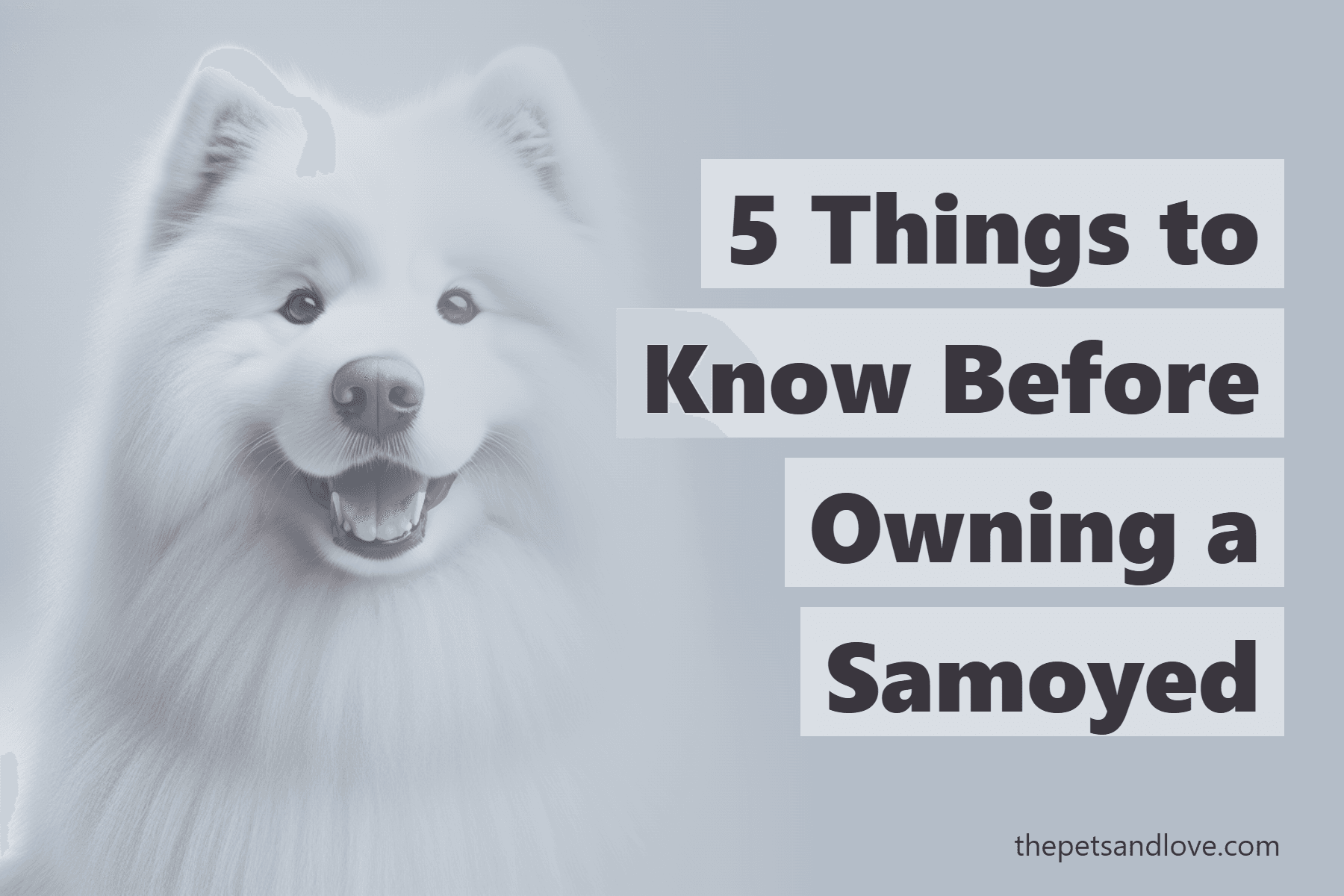 5 Things to Know Before Owning a Samoyed