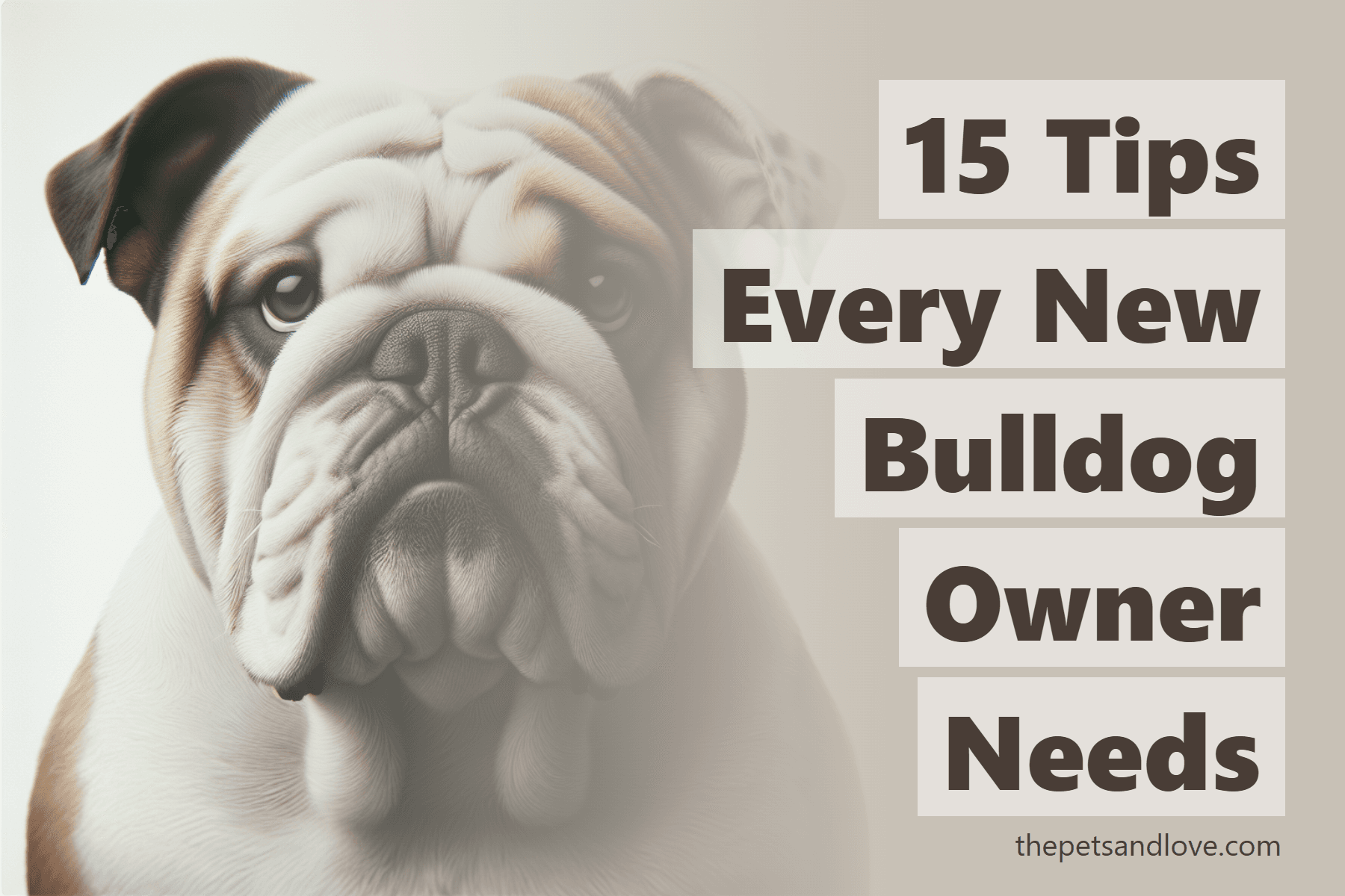 15 Tips Every New Bulldog Owner Needs