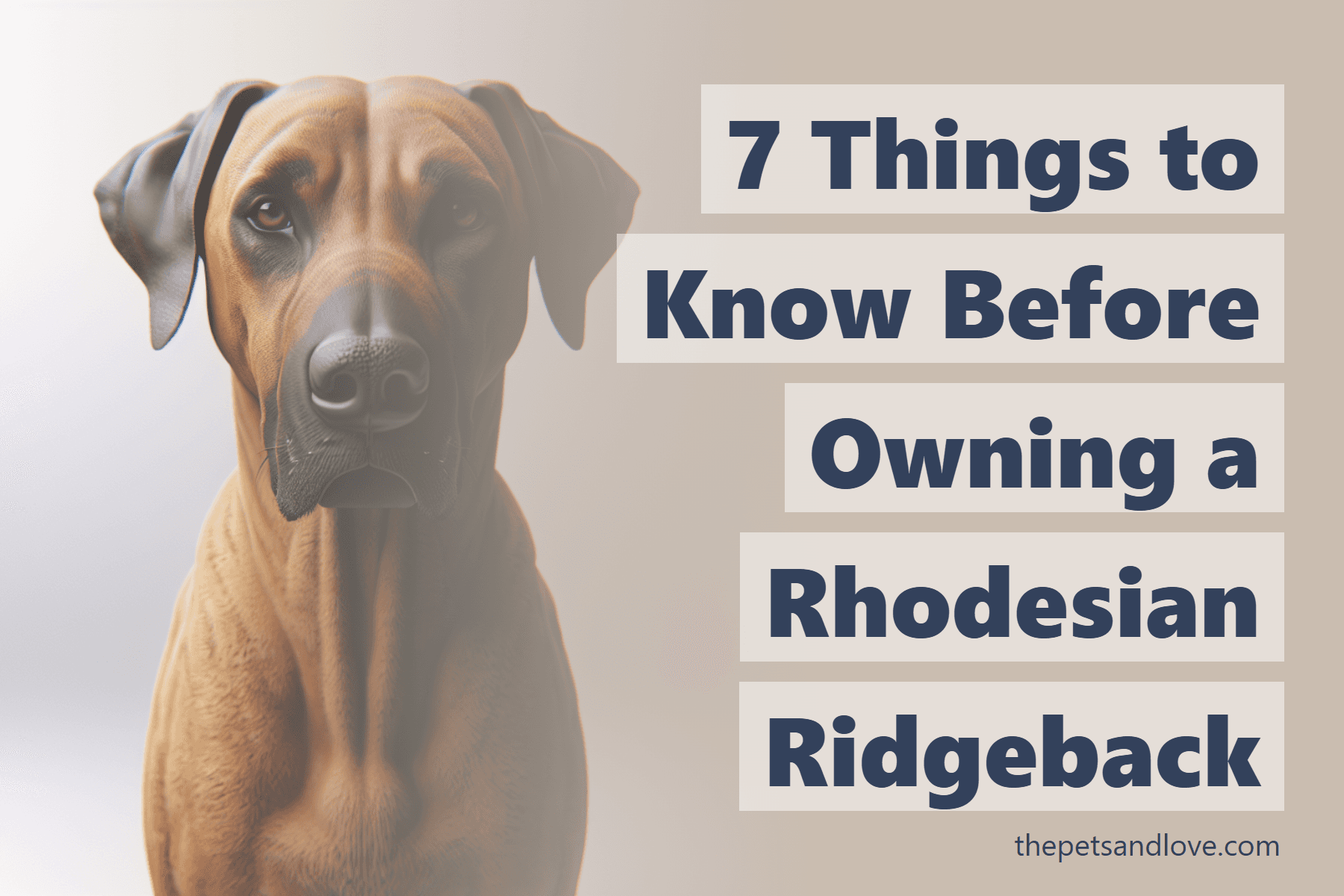 7 Things to Know Before Owning a Rhodesian Ridgeback