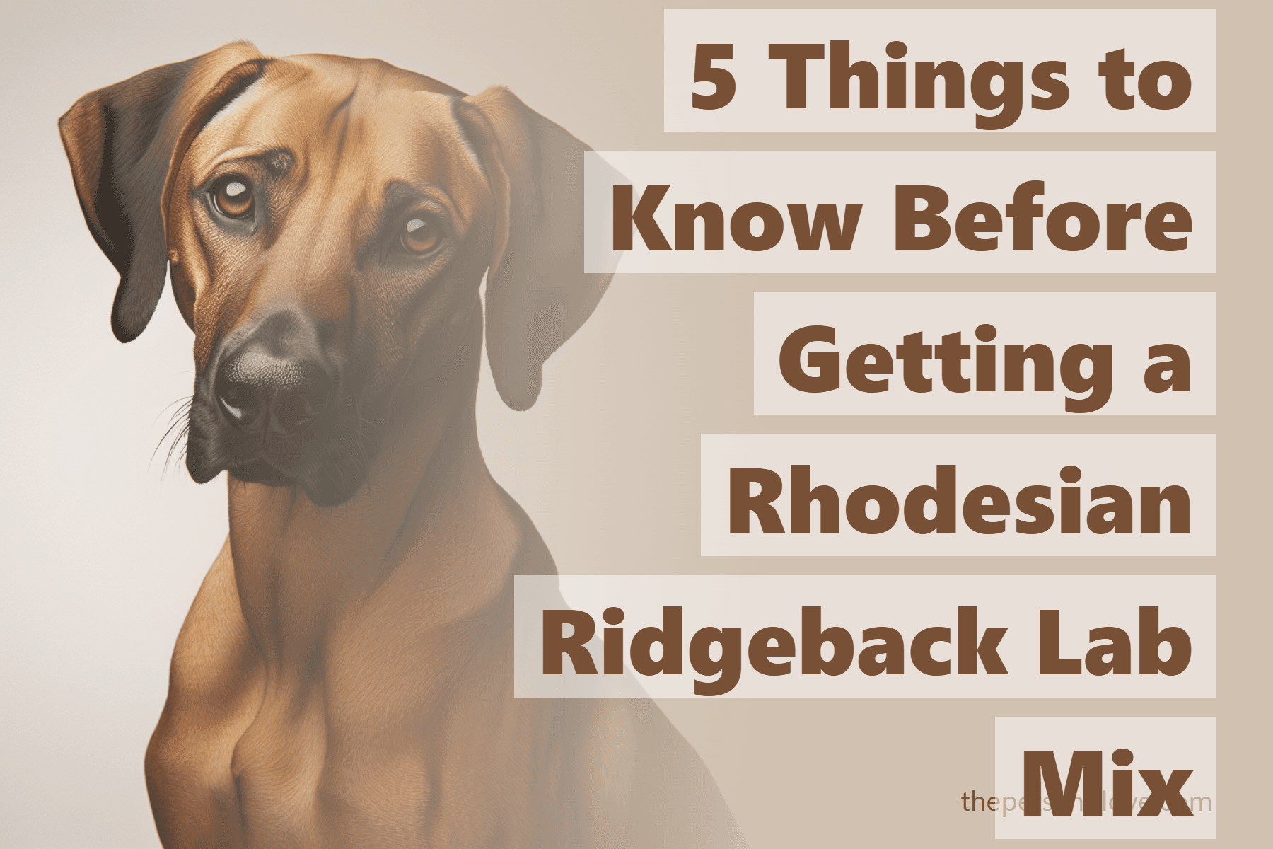 5 Things to Know Before Getting a Rhodesian Ridgeback Lab Mix