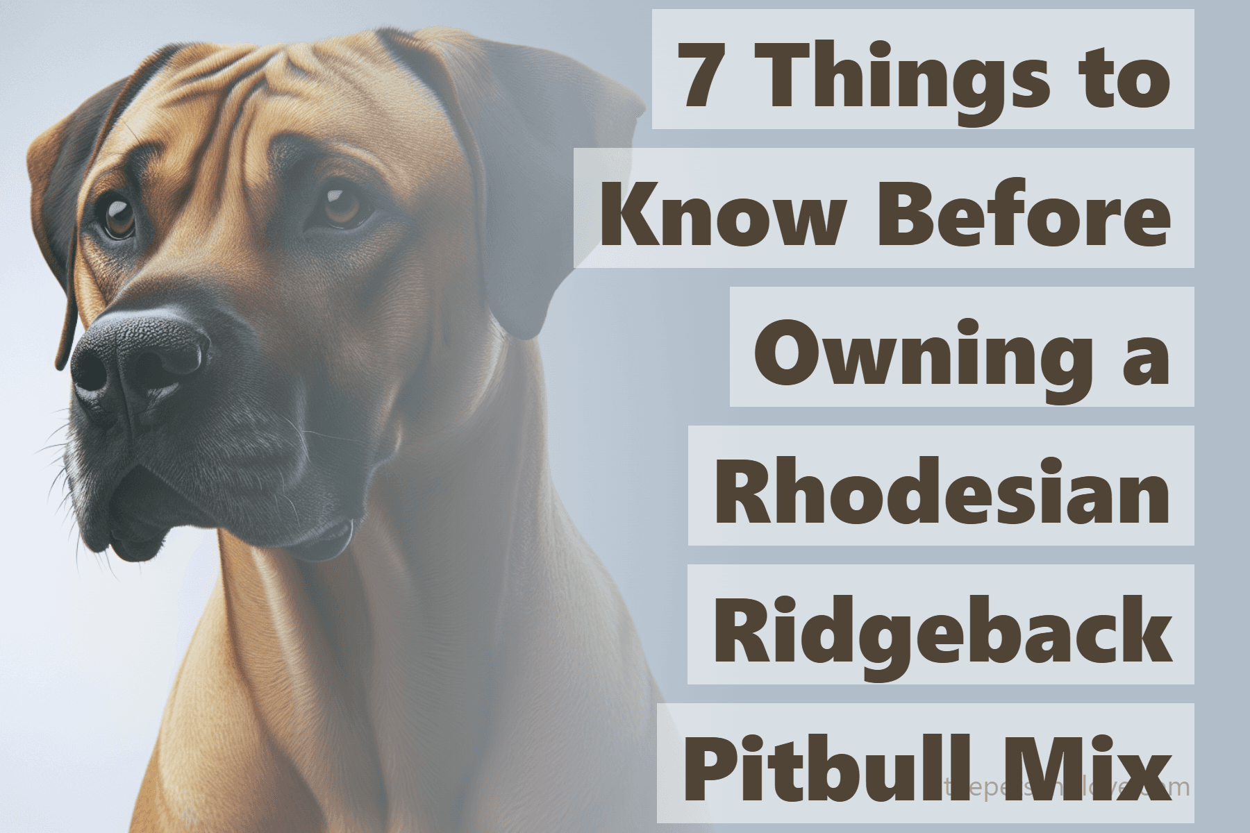 7 Things to Know Before Owning a Rhodesian Ridgeback Pitbull Mix