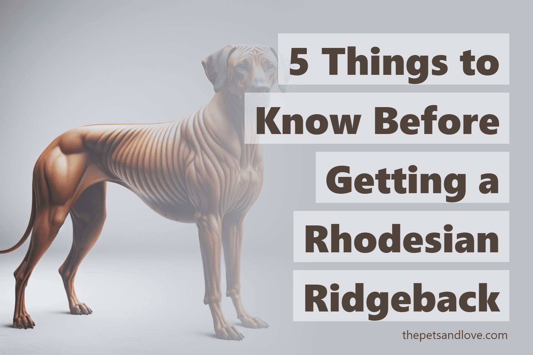 5 Things to Know Before Getting a Rhodesian Ridgeback