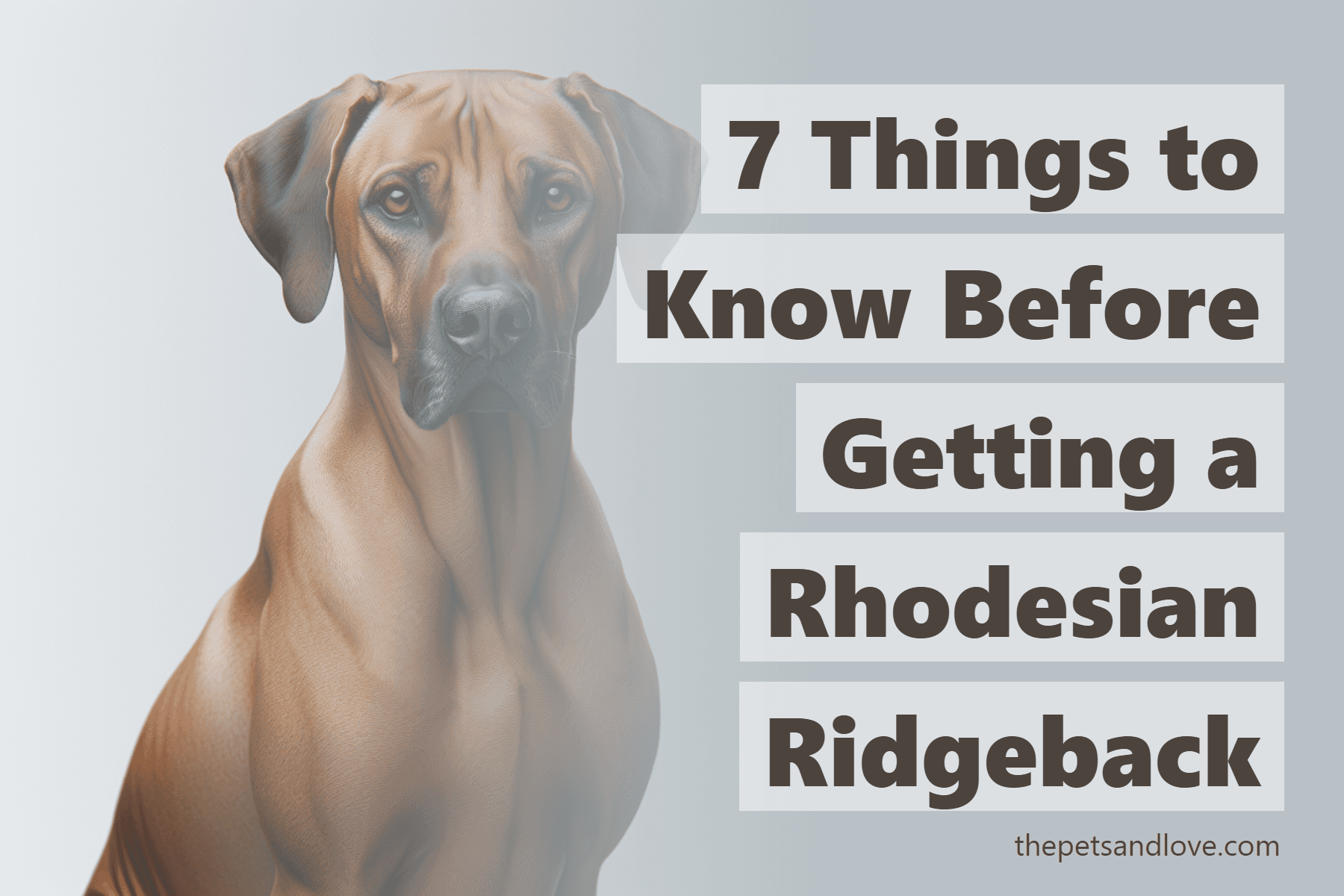 7 Things to Know Before Getting a Rhodesian Ridgeback